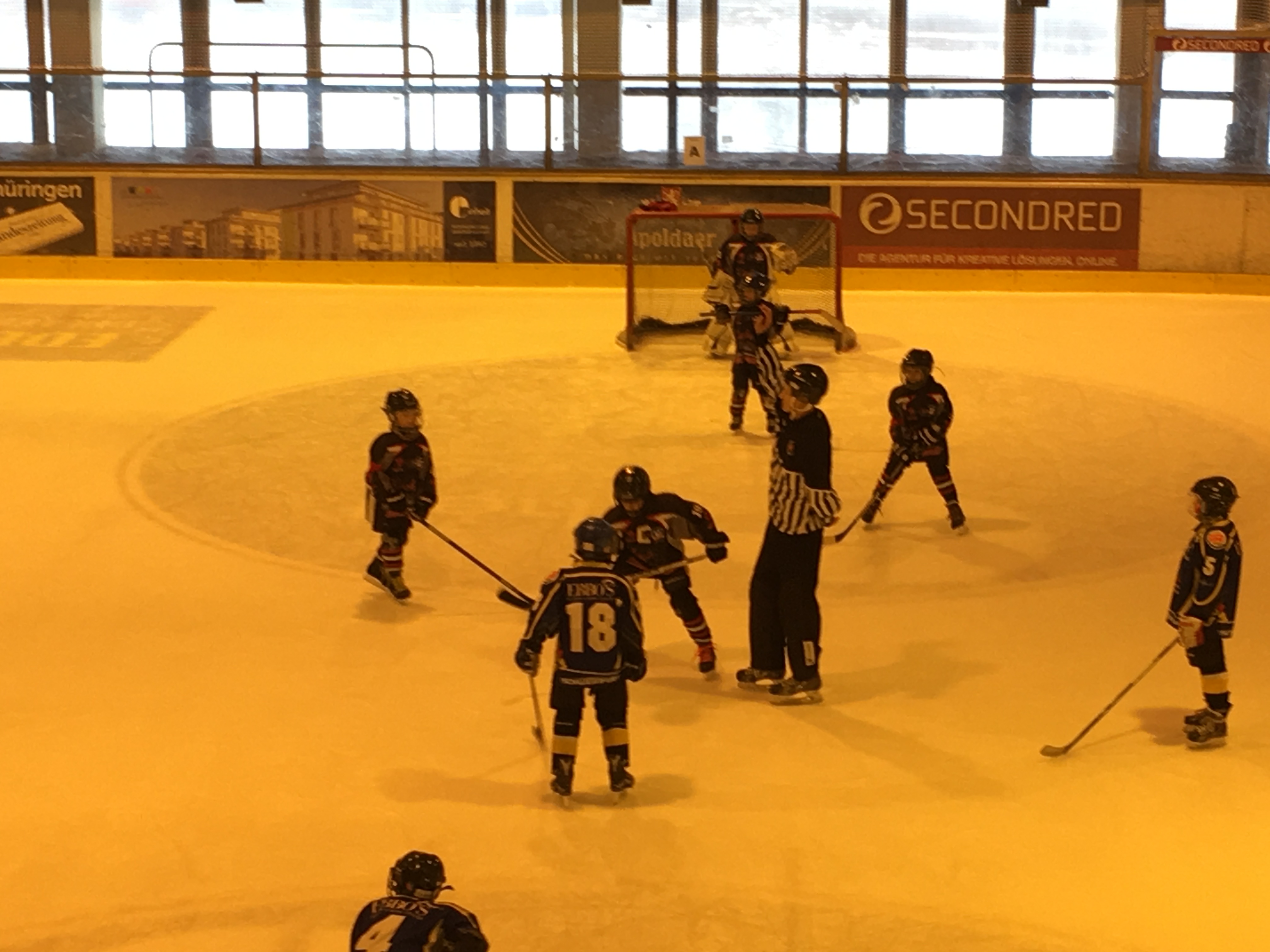 young Young Saale Bulls in Erfurt